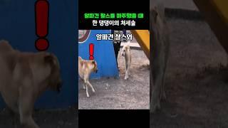 알파견 찰스를 마주했을 때 한 댕댕이의 처세술