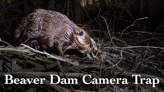 Beaver Dam Camera Trap | Wildlife Photography