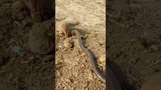 Mongoose attacked in cobra  #naagjogi #kingcobra