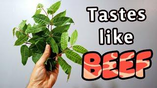 TOON LEAVES: The LEAF that Tastes Like BEEF! - Amazing Plants