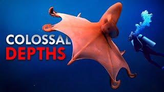 Why Is The Deep Sea Full of Giants?
