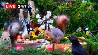 24/7 LIVE CAT TV NO ADS Red Squirrels and Adorable Little Birds️ Beautiful Nature Sounds️