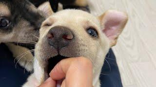 どんどんわんぱくになる子犬たち！ママと戯れて遊ぶようになりました