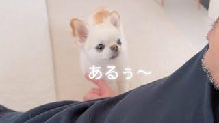 【しゃべる犬】何度も交渉して可愛すぎる兄犬。