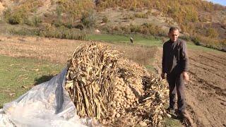 Fermerët e Bllacës në Bulqizë nuk kanë treg për patate: Duhet ta hedhim, shteti nuk na ndihmon