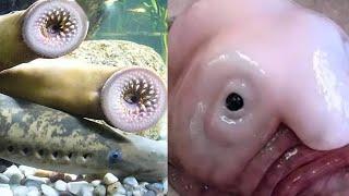The Ten Most Bizarre Creatures in the World