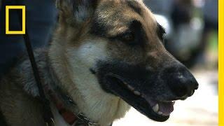 Dog Helps Veteran Cope With PTSD, Diabetes | National Geographic