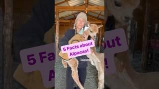 5 Facts about raising ALPACAS! #alpaca #farming #shorts