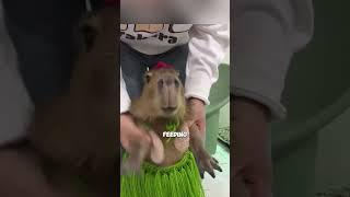 Rescued Capybara Brings Joy to Couple's Life  #animals #rabbite #animalsize