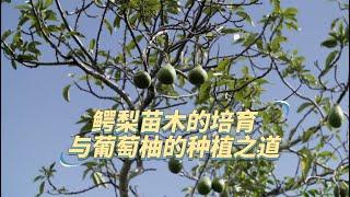 【生产者 Food Producers S2】鳄梨苗木的成长与葡萄柚的种植秘笈