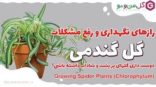 رازهای نگهداری گل گندمی - بررسی مشکلات رایج و راه حل آنها - spider plants