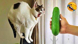 Hilarious Animal Fails & Reactions!  Try Not to Laugh!