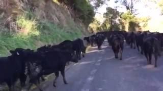 Heifers being educated.