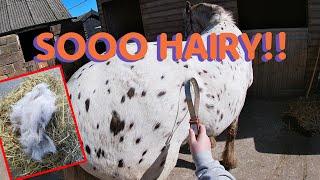 SO SATISFYING!  | Groom a moulting horse with me! | GOPRO | EquineAsh #1