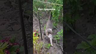 Кот грязнуля или купание в земле.