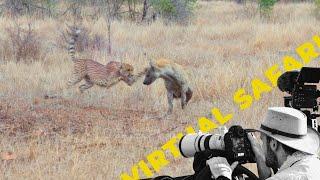 Hyena Swatted by a Cheetah and Wild dog Chaos- Virtual Safari #246