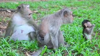 Mama Daisy Jade Venus Julina Eat Green Grass in afternoon altogether