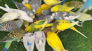 Most Hungry Budgies Feeding Time Fighting For Food