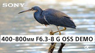 Check out the 400-800mm F6.3-8 G Lens in Action!