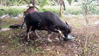 Talongan | Eggplant Farm | Papskang