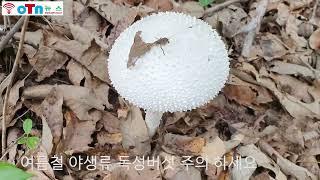 (OTN뉴스)여름철의 야생 독성버섯 주의 하세요.