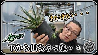 【アガベ】下から出ちゃった・・・仔株救出！【園芸】【多肉植物】