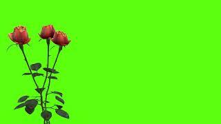 3d red rose flower green screen effects | motion graphics | No Copyright | Download 4K on our site