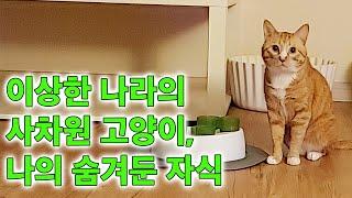 이상한 나라의 사차원 고양이, 나의 숨겨둔 자식