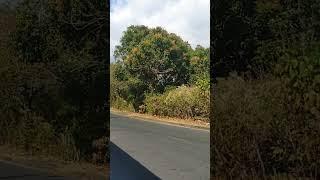 Guaymango 