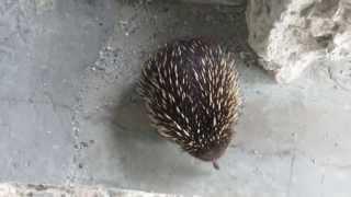 Echidna in Fort Nepean, Portsea 1/3