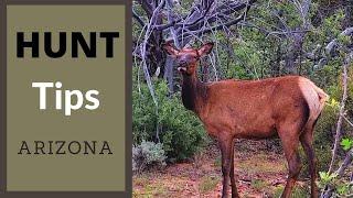 Antlerless Elk Hunt Tips For Beginners AZ Cow Elk Public Land Archery Rifle Muzzleloader