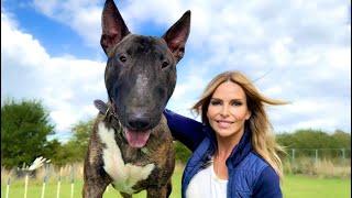 THE ENGLISH BULL TERRIER DOG - Feisty & Sweet