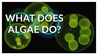 What is Algae's Role in the Environment? | BLOOM