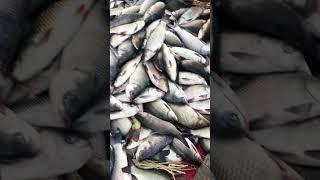 Art of Fishing, Fish Cleaning #fishing #fish #fishingvideos #punjab #stunningpakistan #fishcatching