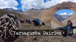 Yarsagumba Dairies || Some Remaining Footages From Naar Village