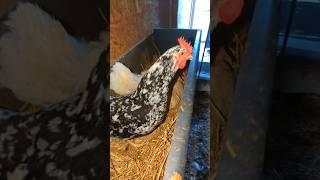 This Hen Was Mad!! #hen
