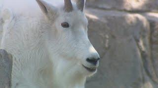 Researchers want everyone to leave the mountain goats alone on Mount Blue Sky