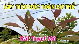 Cây rất dễ trồng mà cdung rất hay, 100 người thì 99 người chưa biết | THAODUOC.NET