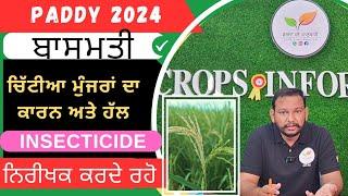 ਬਾਸਮਤੀ ਗੋਭ ਸੁੰਡੀ ਕੰਟਰੋਲ stem borer control in basmati rice