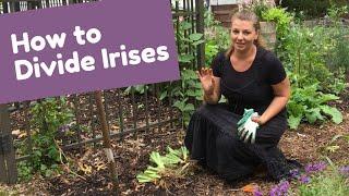  How to Divide Irises ~ Iris Care ~ Y Garden 