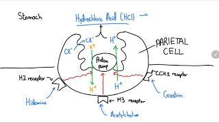 Proton Pump Inhibitors Explained in 4 Minutes