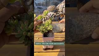 Beginner’s succulent care: How to repot succulent plants