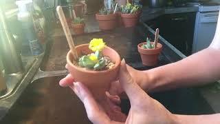 Conophytum Watering And Care Part 1 of 2