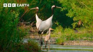 A Journey Through Japan | 4K UHD | BBC Earth