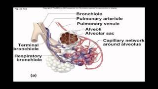 Internal and External Respiration