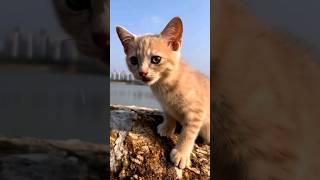 cat video ! cat voice! cat sound ! cat meowing #cat #cats #youtubeshorts #trending #shorts #catlover