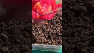 How to grow Tomatoes at Home,How to growfrom#tomato