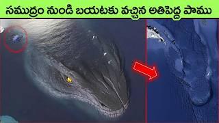 Leviathan SNAKE Mystery Explained in telugu | Leviathan interesting facts | Leviathan big snake