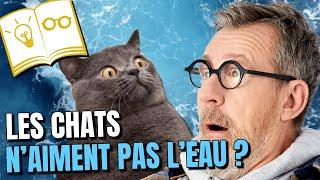 Pourquoi les chats n'aiment pas l'eau ?  | Confinement Jour 50