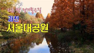 지하철에서 15분  지금 딱 걷기좋은곳 서울대공원 둘레길/#과천서울대공원 #서울대공원단풍길